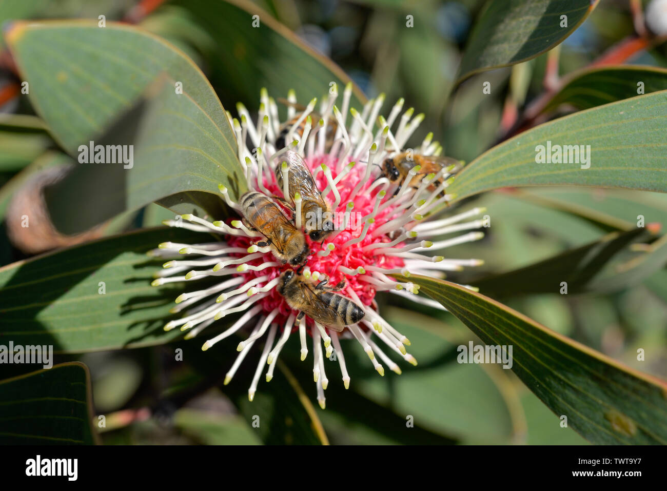 Flowering Gum with Honey Bees Stock Photo