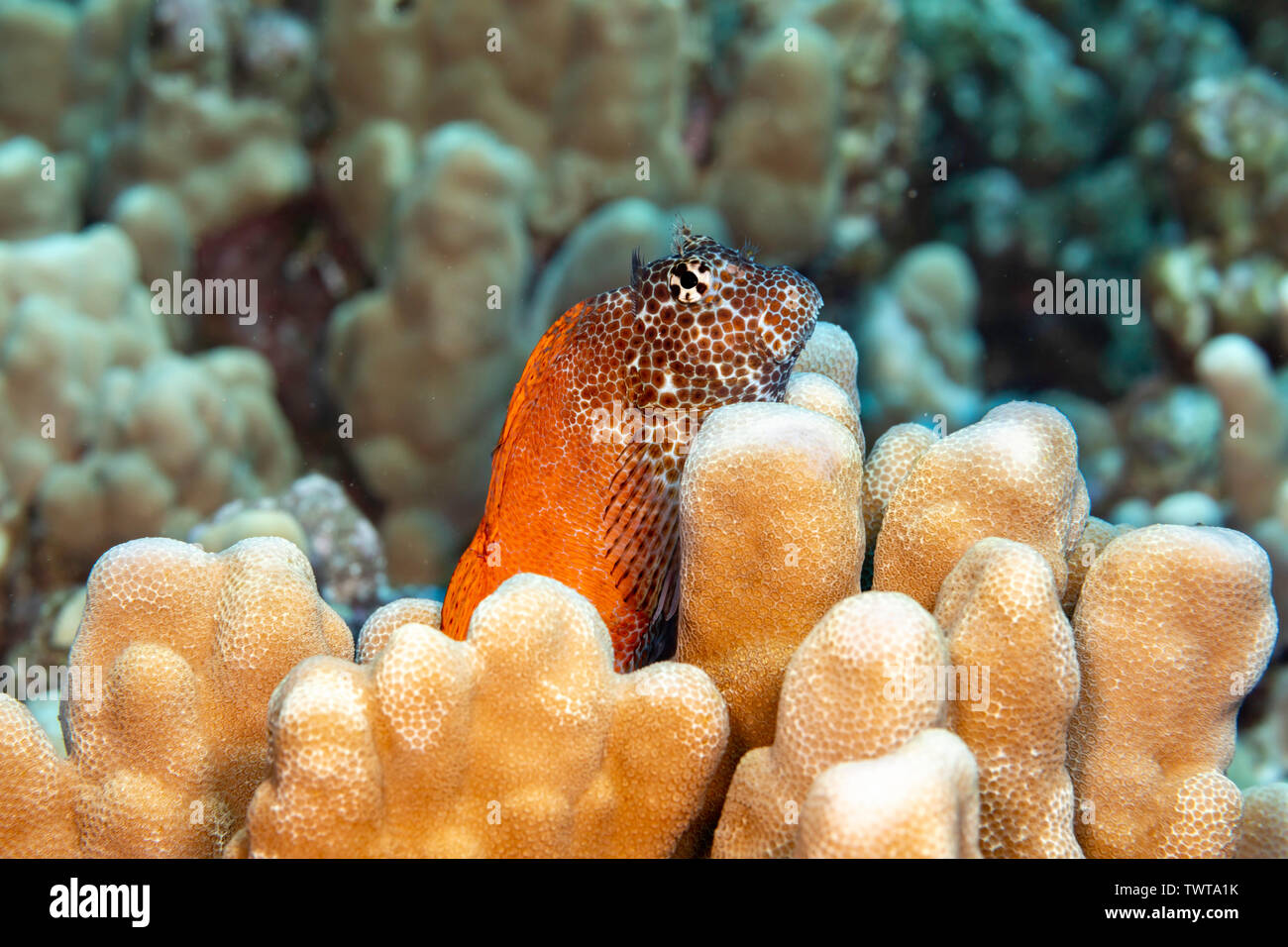 This male shortbodied blenny, Exallias brevis, is guarding it's nearby egg mass that was laid deep into the coral.  Hawaii. Stock Photo