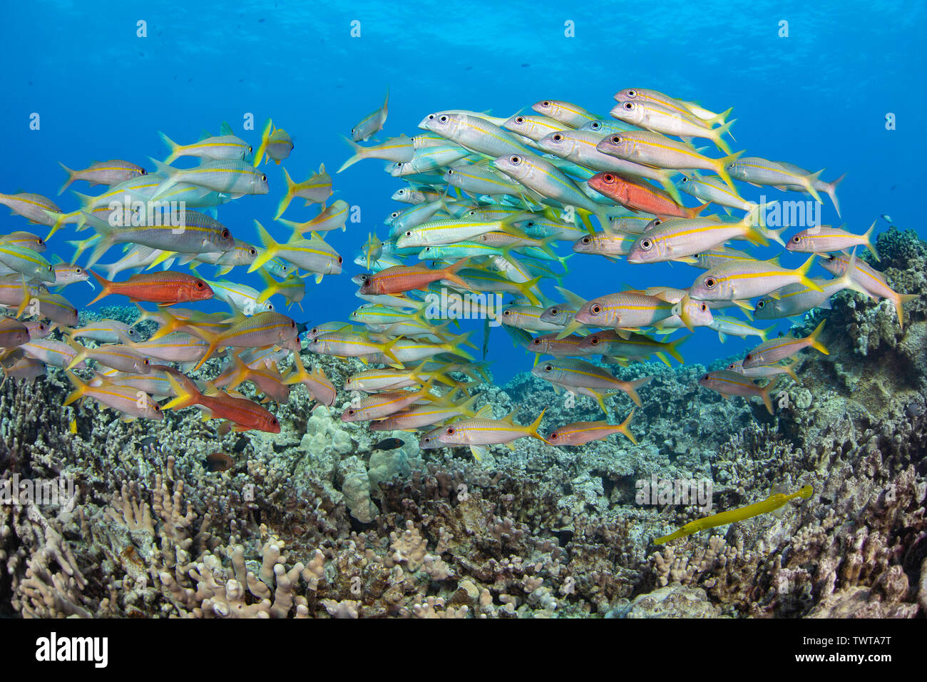A school of yellowfin goatfish, Mulloidichthys vanicolensis, hover over the reef, Hawaii. Stock Photo