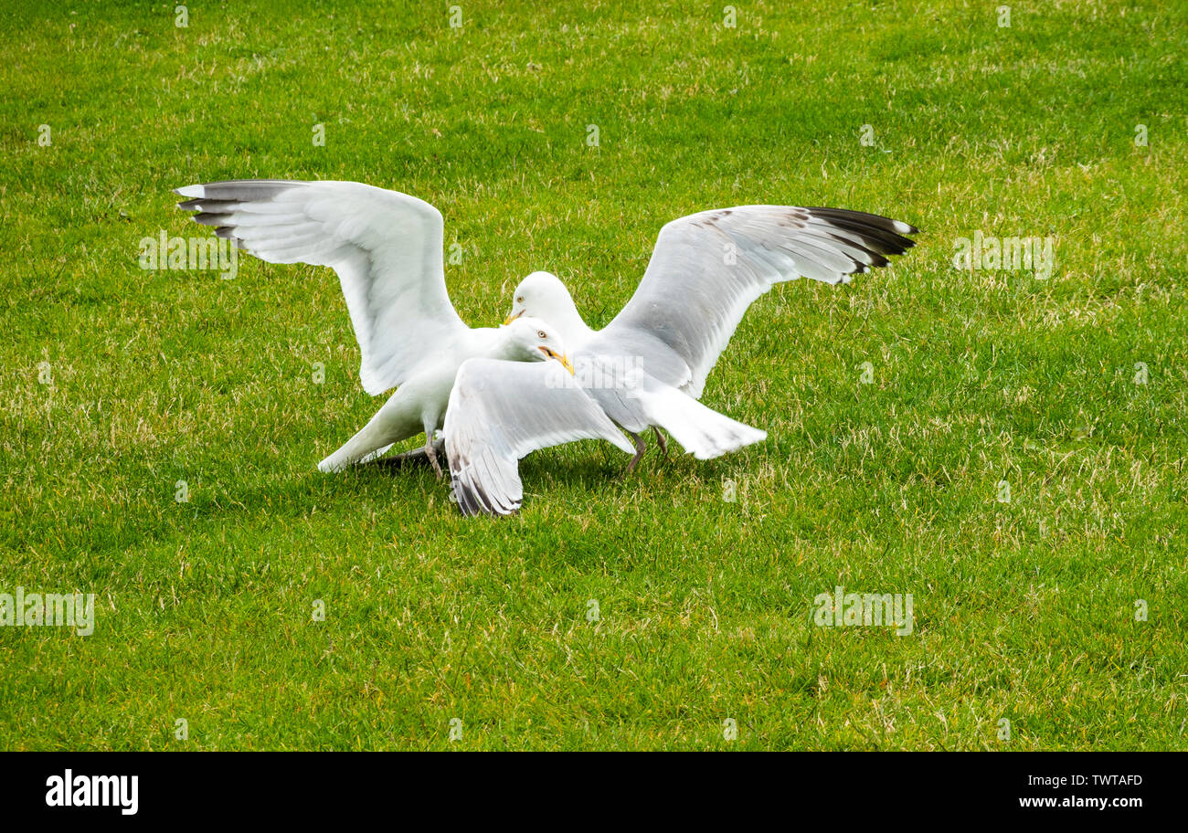 Two European herring gulls (Larus argentatus) having a fight in Eyre Square, Galway City Stock Photo