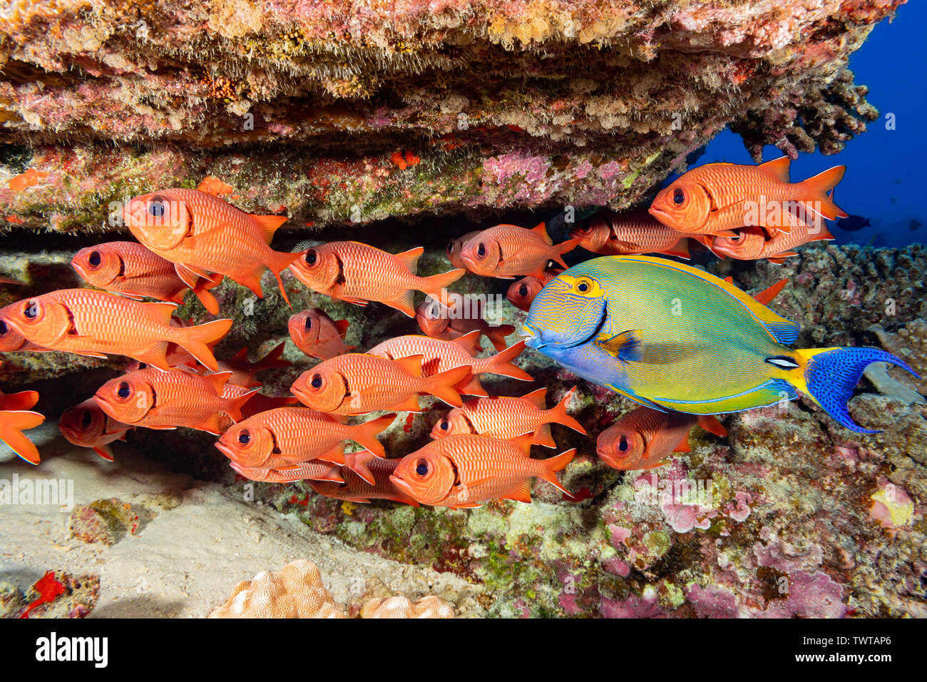 Eyestripe surgeonfish, Acanthurus dussumieri, and a school of bigscale soldierfish, Myripristis berndti, Hawaii. Stock Photo