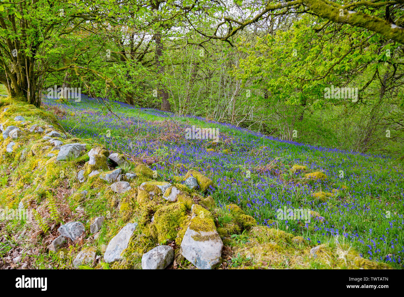 Wild bluebells and moss covered walls a canopy of ancient woodlands on the Four Waterfalls Walk in the Brecon Beacons National Park, Powys, Wales, UK Stock Photo