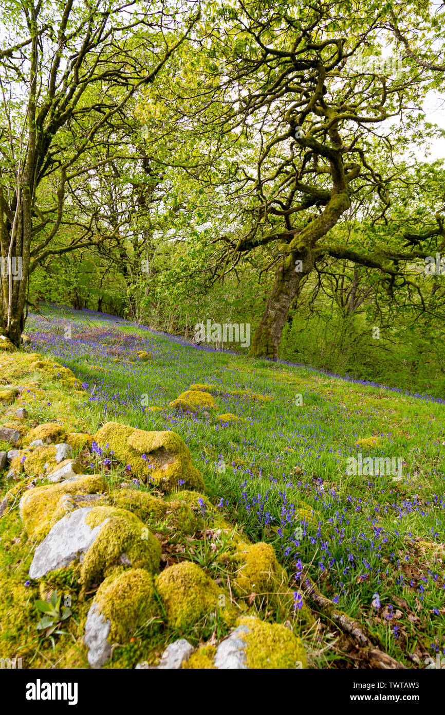 Wild bluebells and moss covered walls a canopy of ancient woodlands on the Four Waterfalls Walk in the Brecon Beacons National Park, Powys, Wales, UK Stock Photo