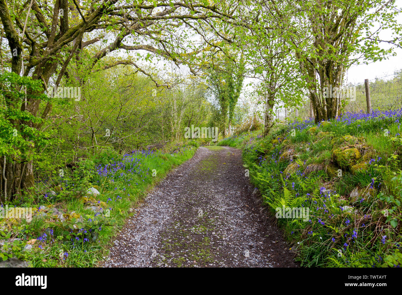 Wild bluebells grow under a canopy of ancient woodlands on the Four Waterfalls Walk in the Brecon Beacons National Park, Powys, Wales, UK Stock Photo