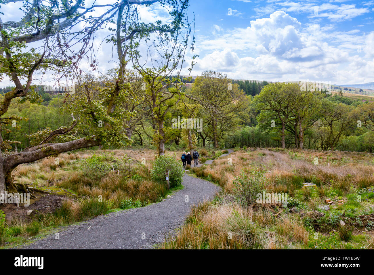 Walkers on the Four Waterfalls Walk pass through huge areas of felled woodland in the Brecon Beacons National Park, Powys, Wales,UK Stock Photo