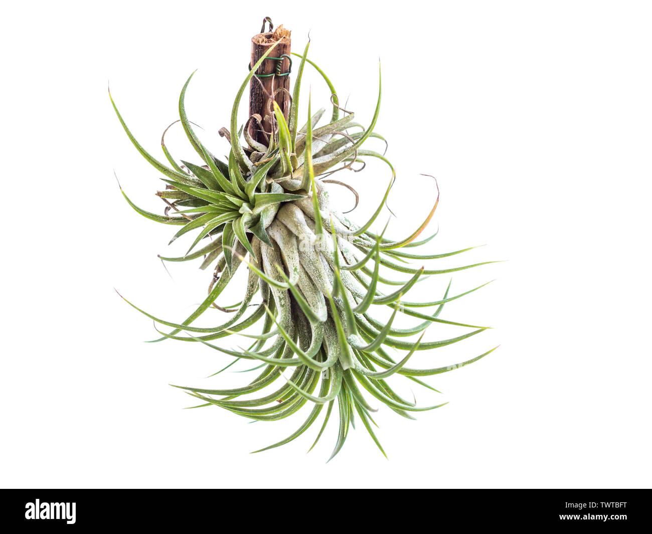 Tillandsia Airplant High Resolution Stock Photography and Images - Alamy