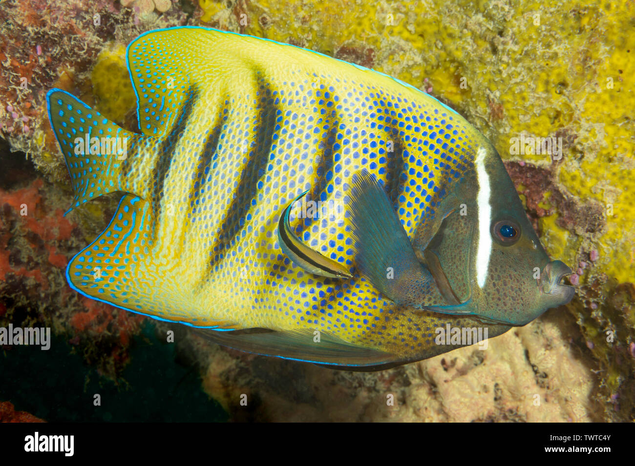 This six-banded Angelfish, Holacanthus sexstriatus, is being carefully checked out by a cleaner wrasse, on a reef off the island of Yap, Micronesia. Stock Photo