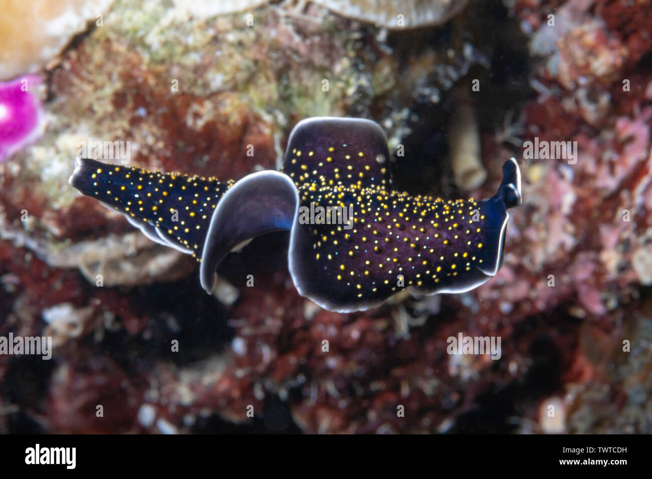 A marine flatworm, Thysanzoon nigropapilosus, swims through mid-water, Yap, Federated States of Micronesia. Stock Photo