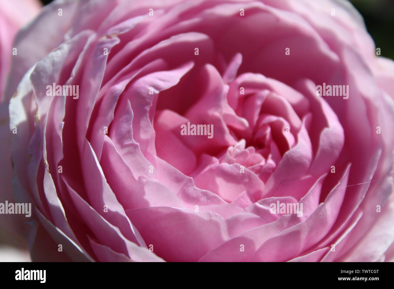 Pollination in action! Stock Photo - Alamy