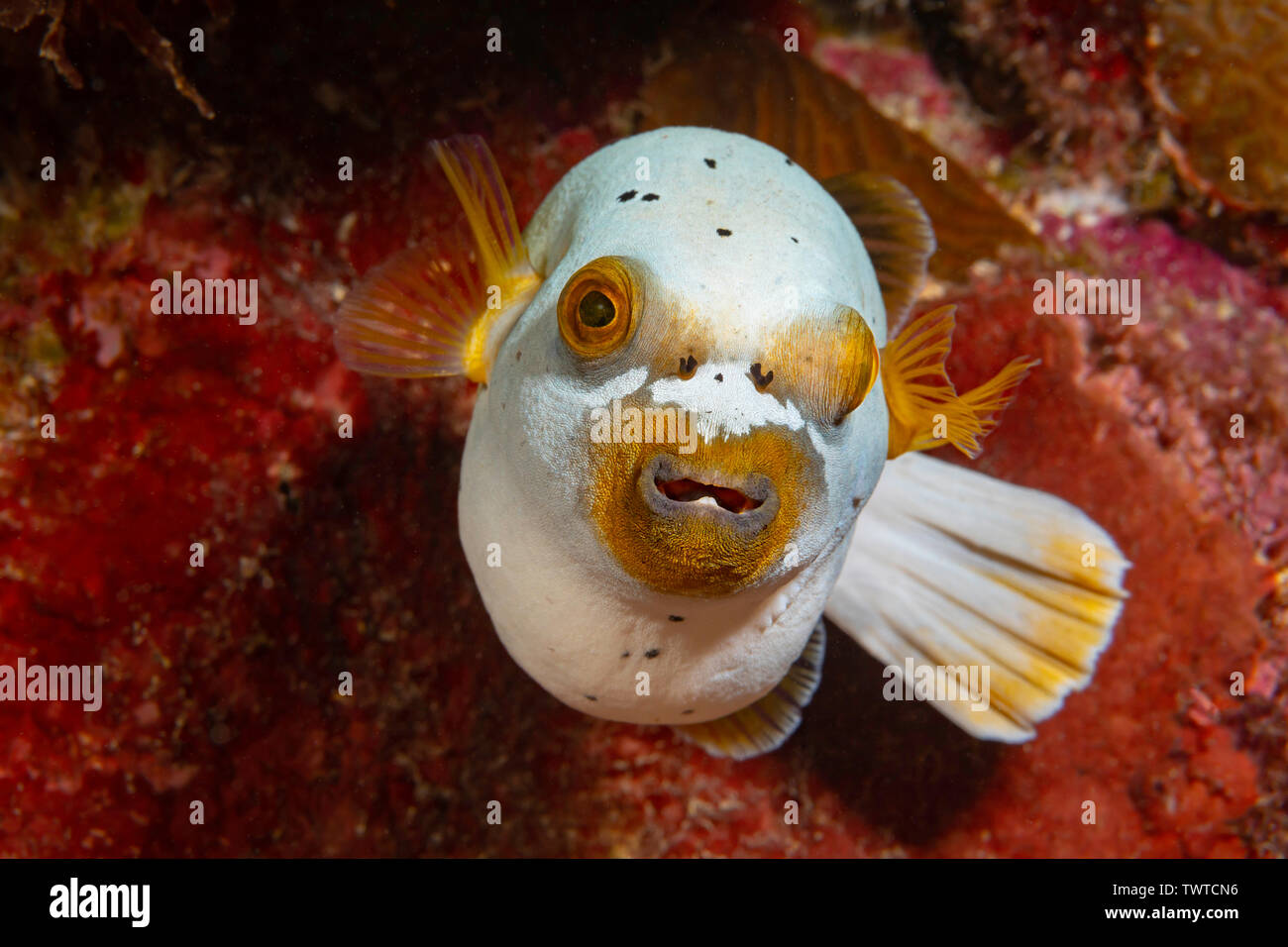 Blackspotted puffer or dog-faced puffer, Arothron nigropunctatus, with swollen stomach after heavy meal, Yap, Federated States of Micronesia. Stock Photo