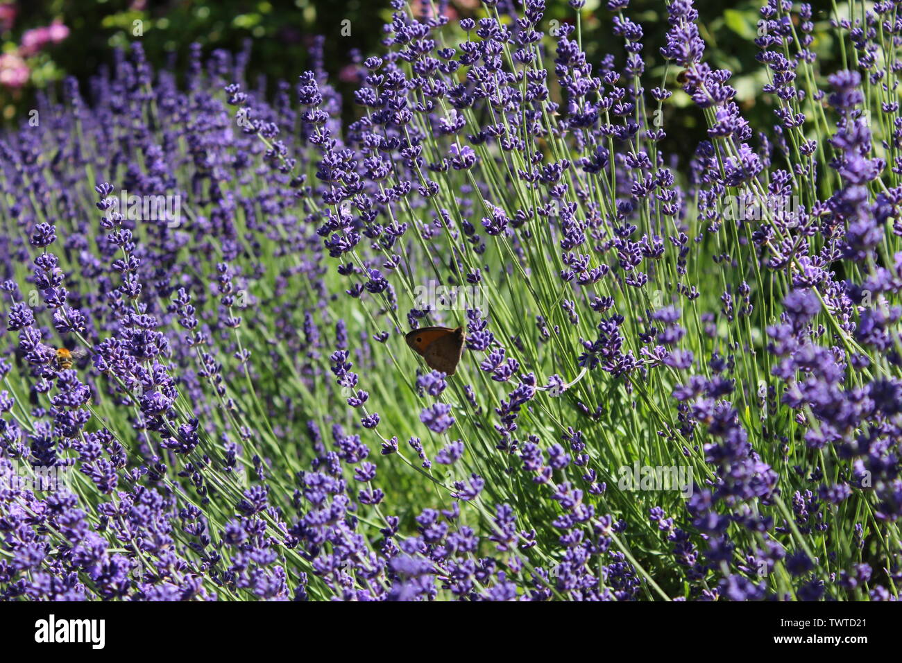 Pollination in action! Stock Photo - Alamy