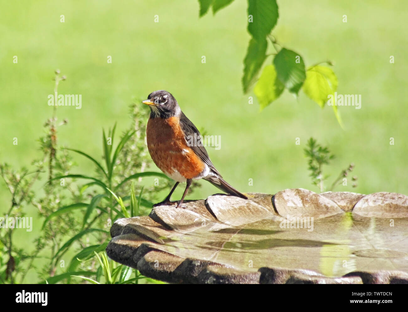 Robin red breast resting on the edge of a bird bath Stock Photo