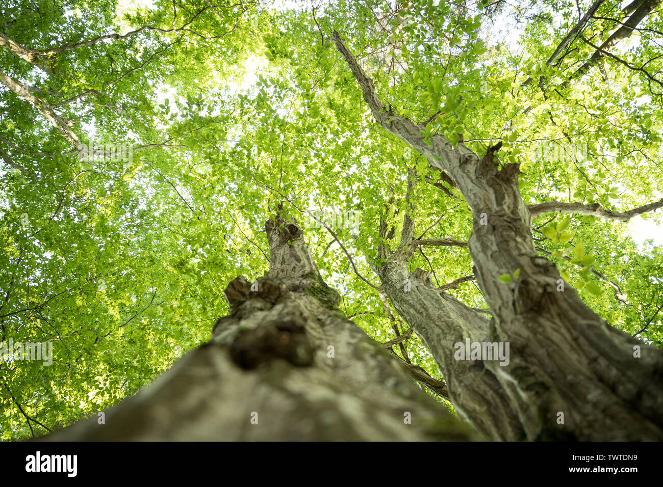 Impressive tree trunk, close up picture, blurry background Stock Photo ...