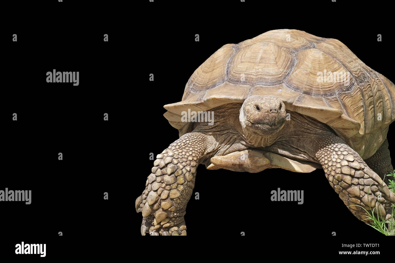 Giant Yellow-Footed Tortoise isolated on a black background Stock Photo