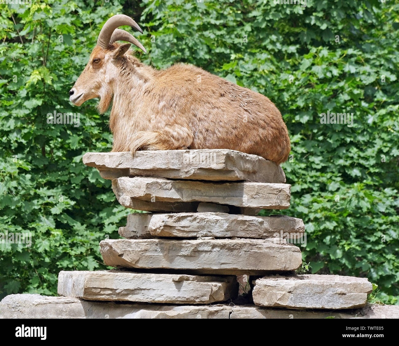 One goat resting on a stack of flat rocks Stock Photo