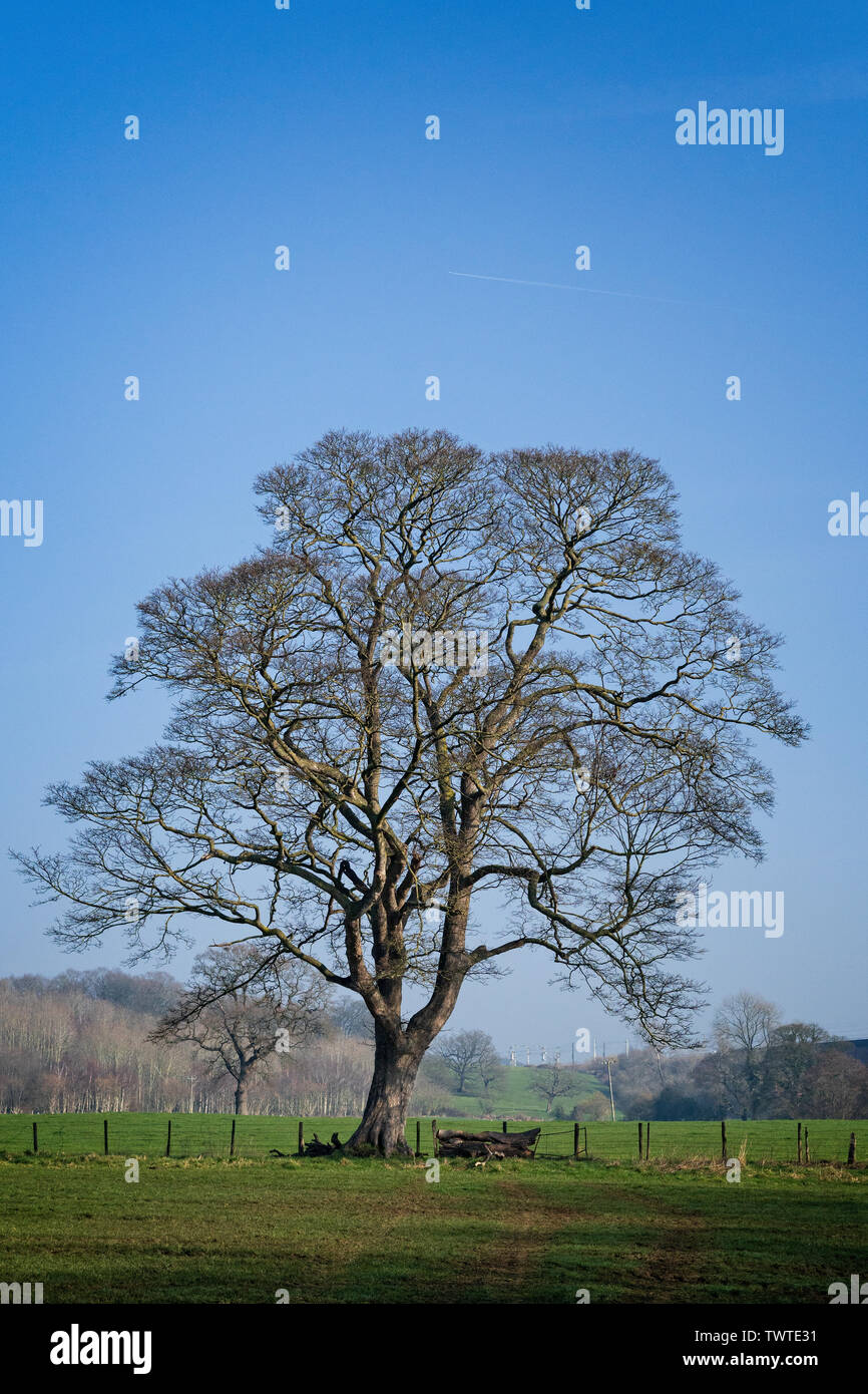 Leafless winter tree in English countryside, with clear blue sky ...