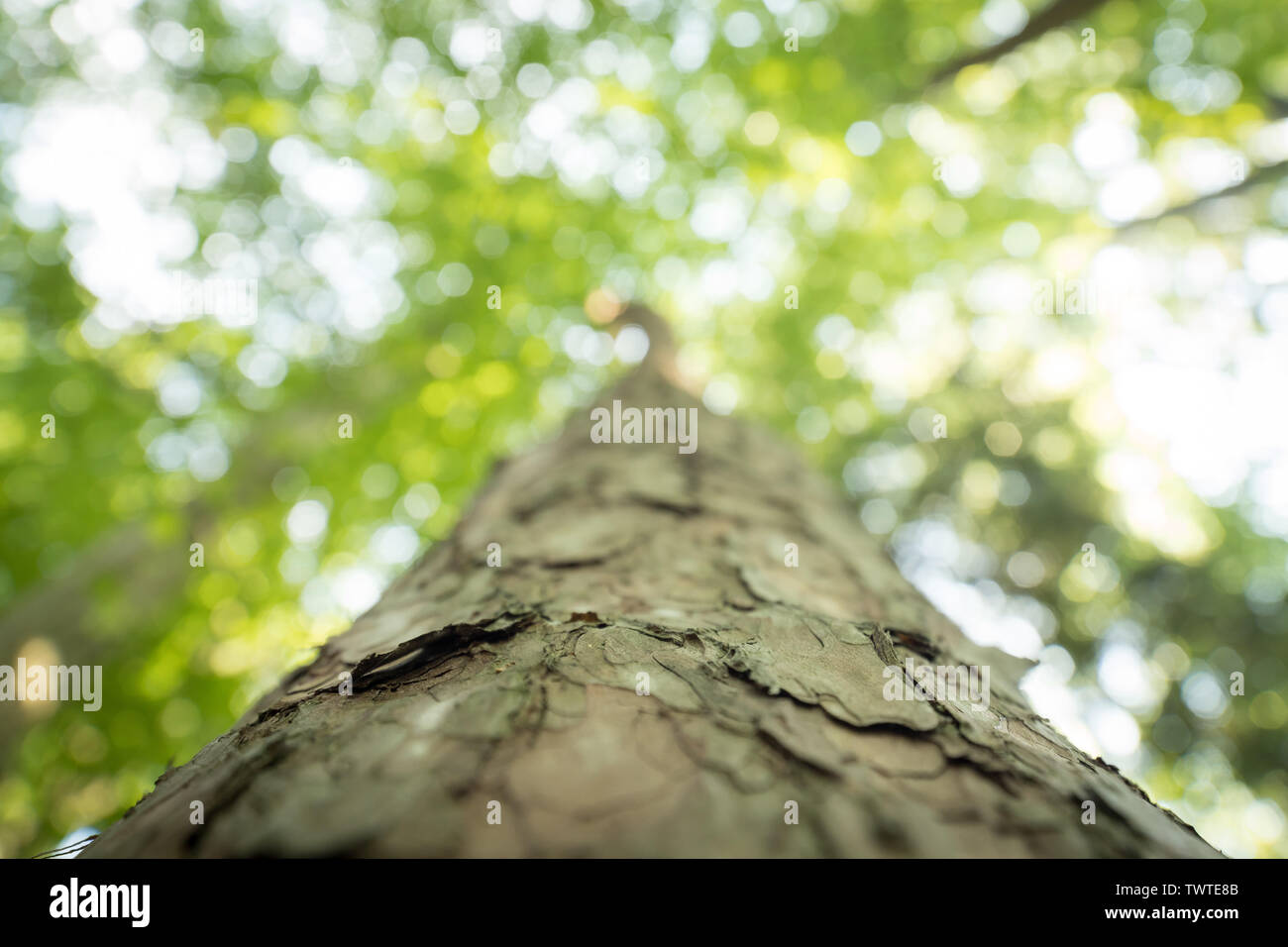 Close up roots spruce tree hi-res stock photography and images - Alamy