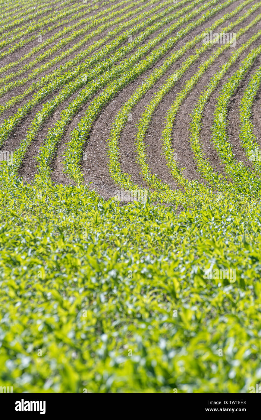 Corn row spacing hires stock photography and images Alamy