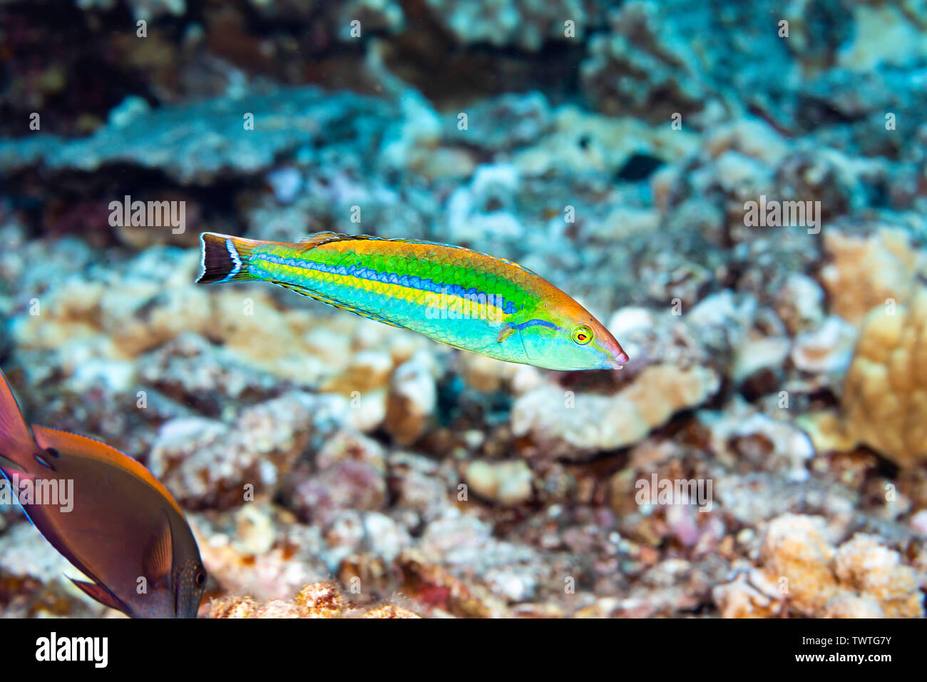 Male smalltail wrasse, Pseudojuloides cerasinus, is also called a pencil wrasse and reaches almost 5 inches in length, Hawaii, USA. Stock Photo