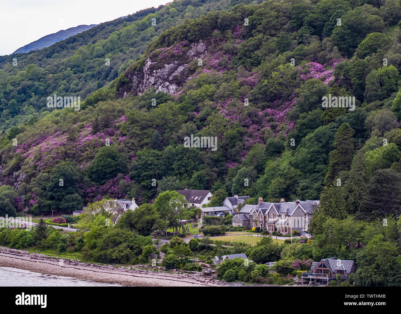 Rhododendrons on hillside. Stock Photo