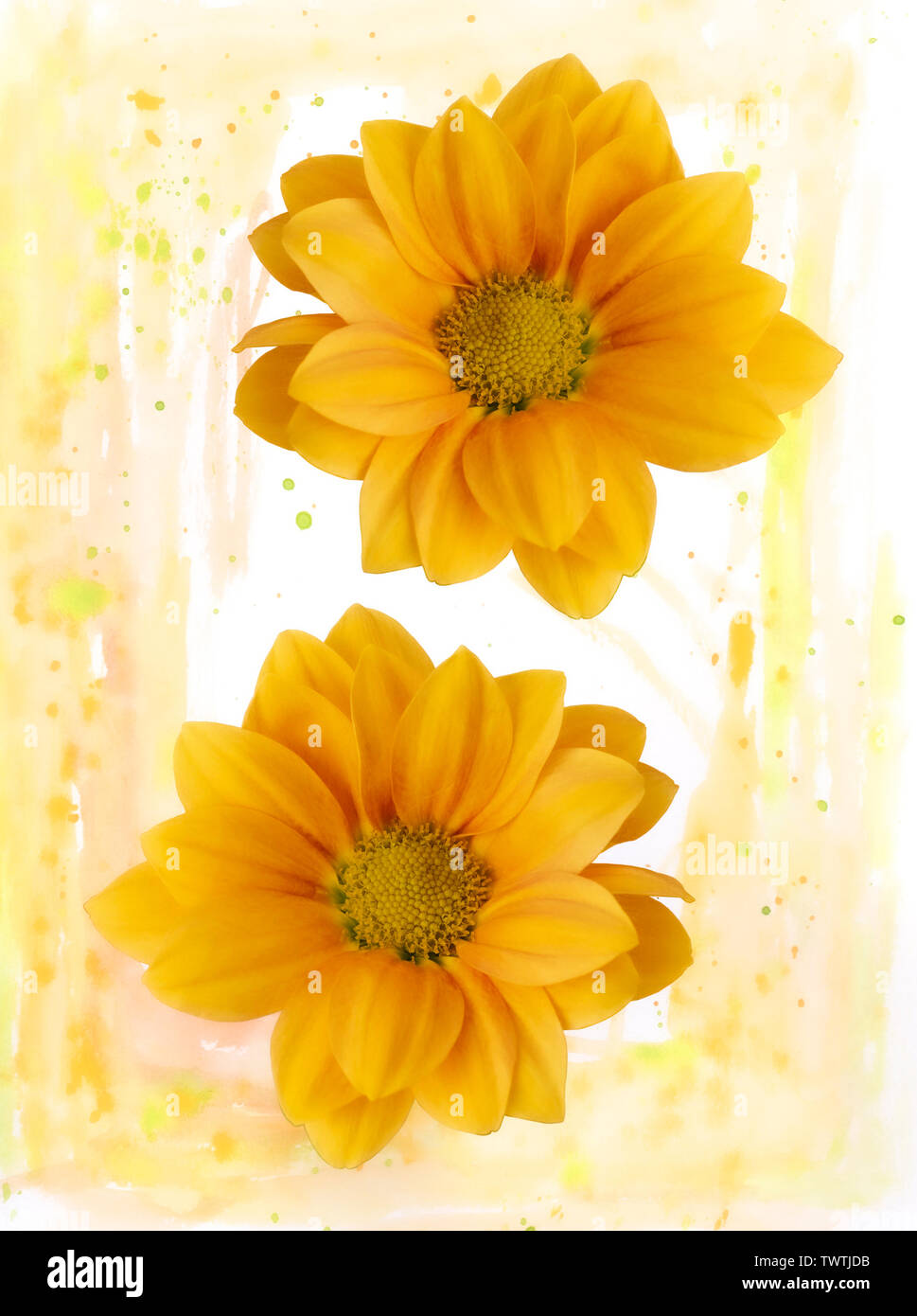 Flower Illustration Stock Photo