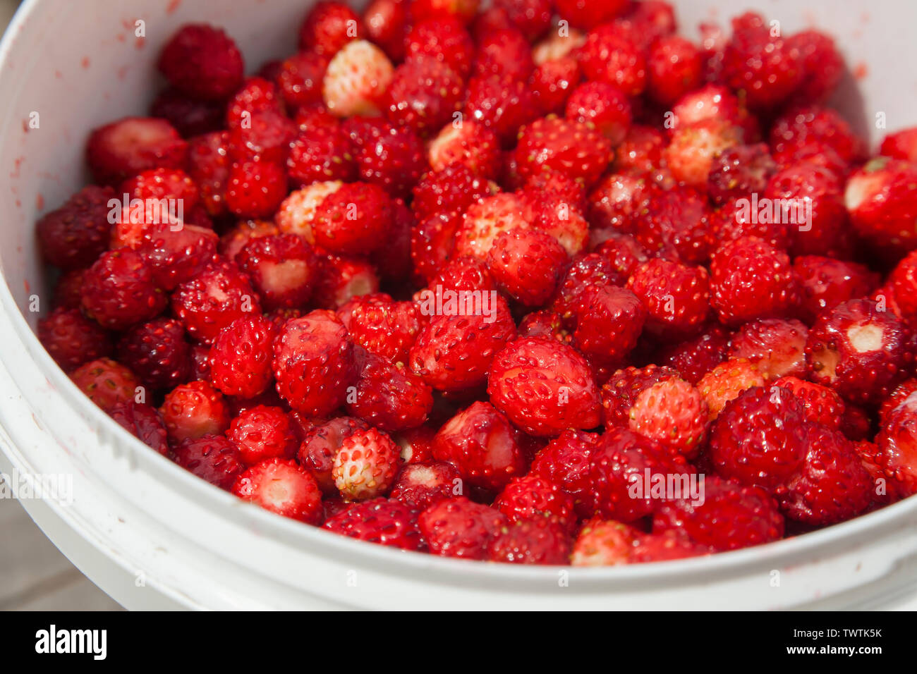 fresh wild strawberry fruits in a bucket Stock Photo - Alamy