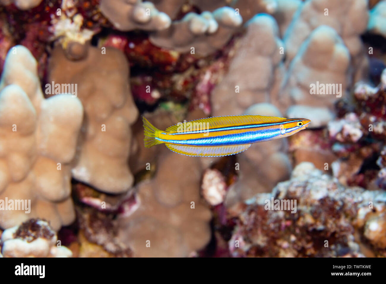 The ewa blenny, Plagiotremus ewaensis, is endemic and feeds on the