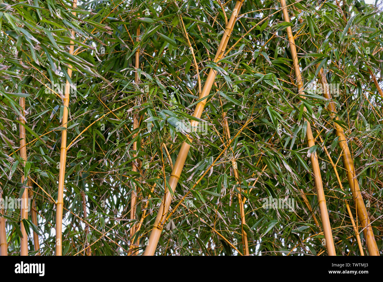 Tall bamboo plants Stock Photo Alamy