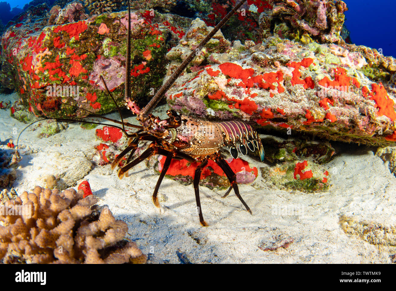 The banded spiny lobster, Panulirus marginatus, is an endemic species. Hawaii. Stock Photo