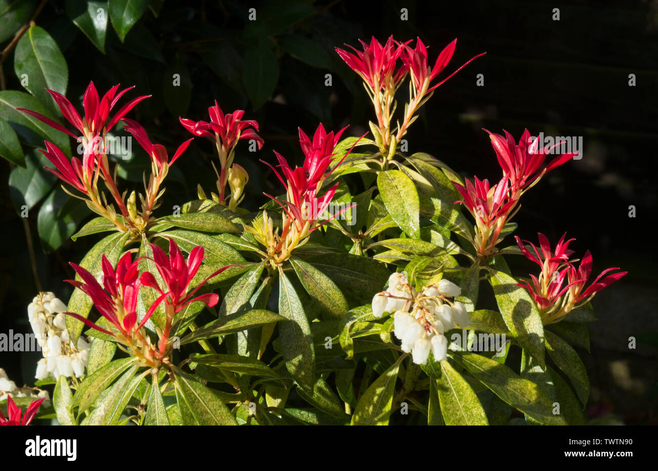 Pieris shrub with new red leaves and white flowers in spring Stock
