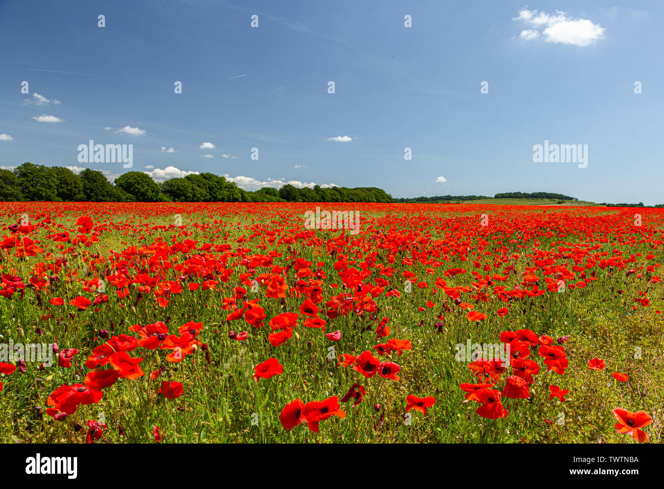Poppies under a blue sky. 22nd June 2019 Stock Photo - Alamy