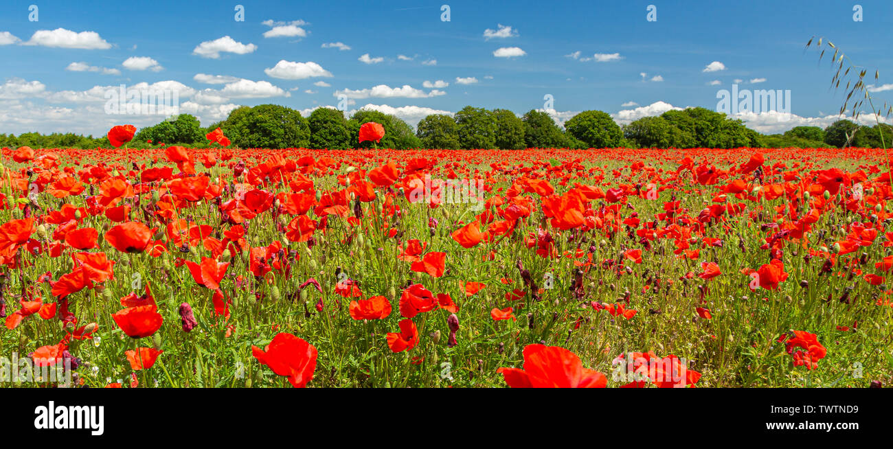 Poppies under a blue sky. 22nd June 2019 Stock Photo - Alamy