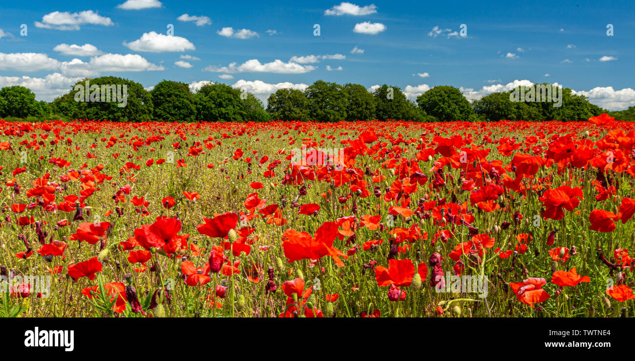 Poppies under a blue sky. 22nd June 2019 Stock Photo - Alamy