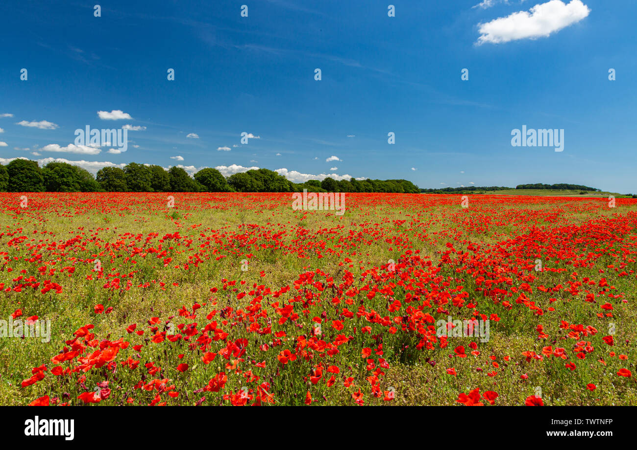 Poppies under a blue sky. 22nd June 2019 Stock Photo - Alamy