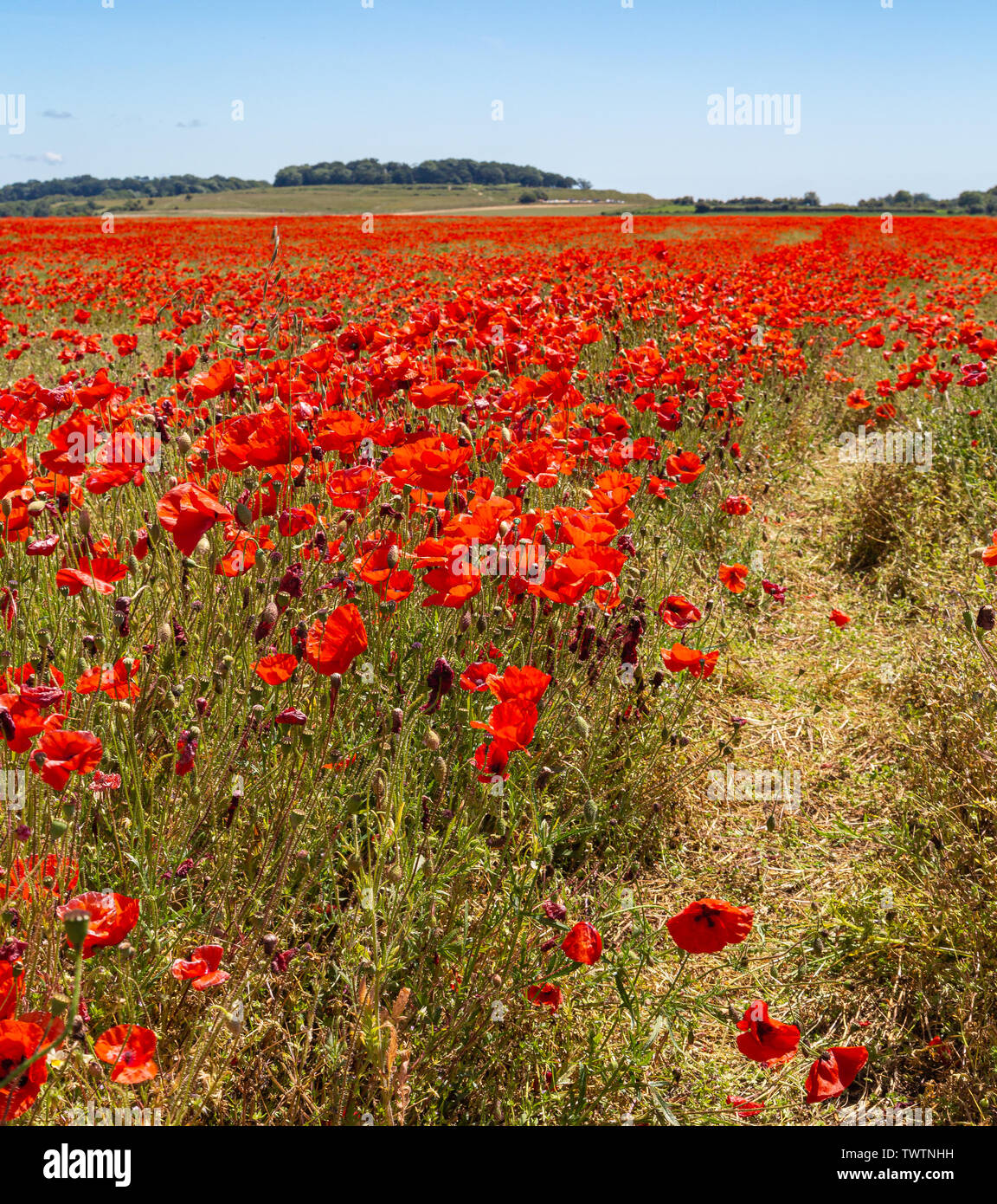 Poppies under a blue sky. 22nd June 2019 Stock Photo - Alamy