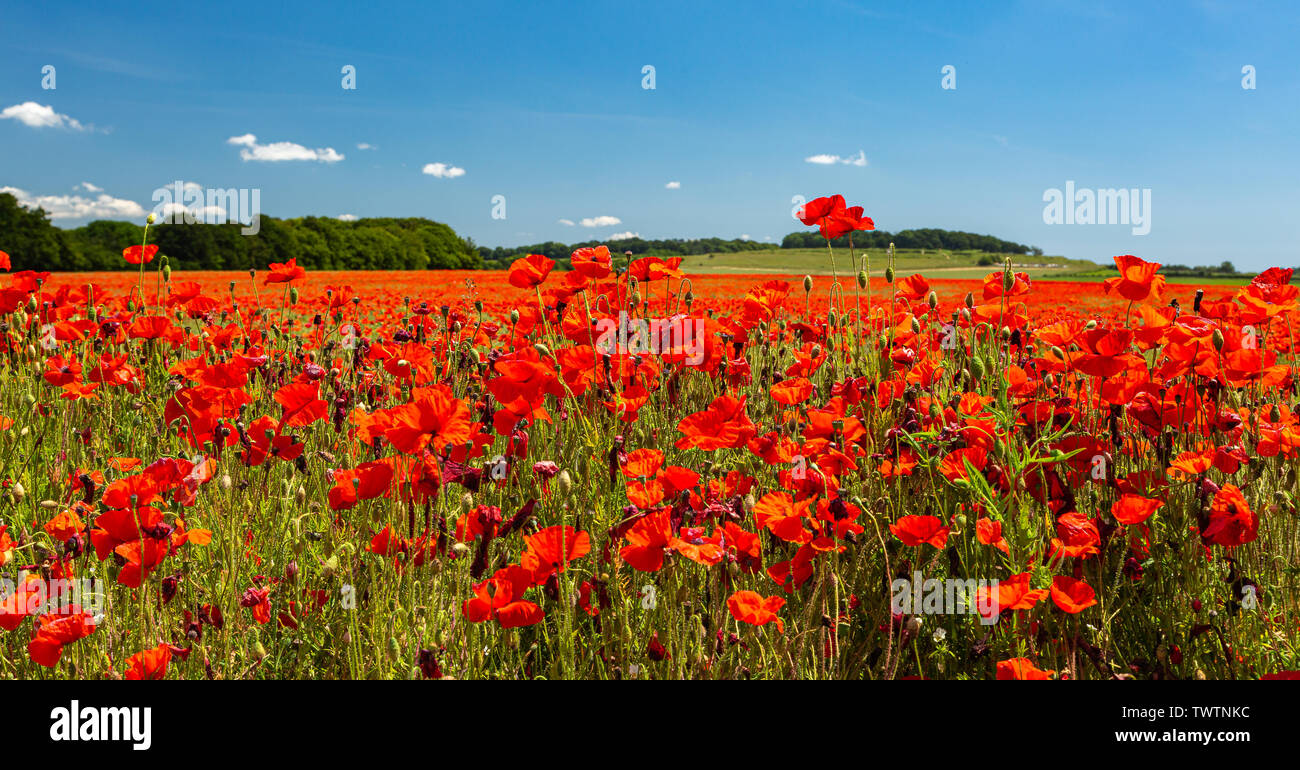 Poppies under a blue sky. 22nd June 2019 Stock Photo - Alamy
