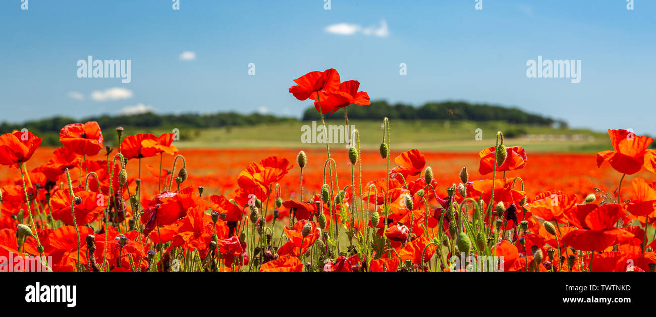 Poppies under a blue sky. 22nd June 2019 Stock Photo - Alamy