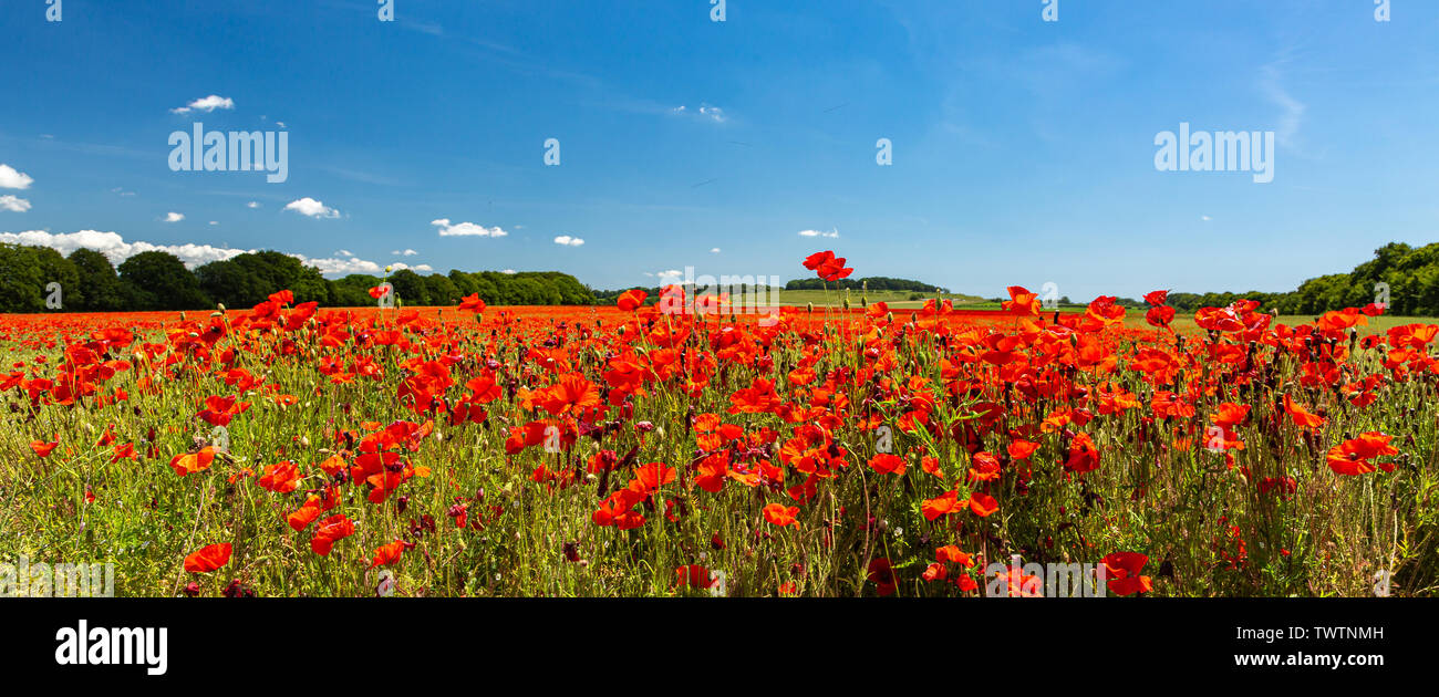 Poppies under a blue sky. 22nd June 2019 Stock Photo - Alamy