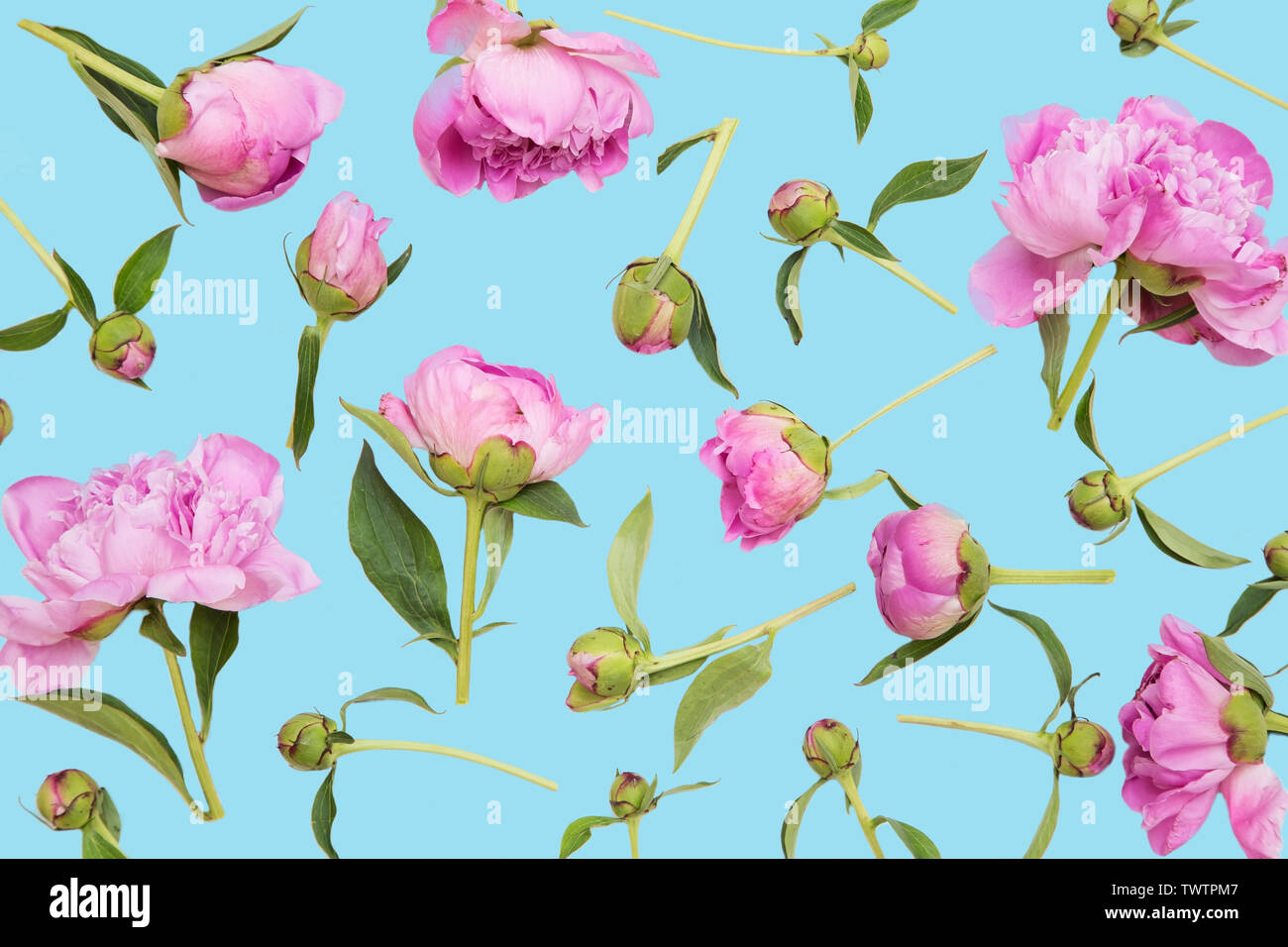 Pink peonies on blue background Stock Photo - Alamy