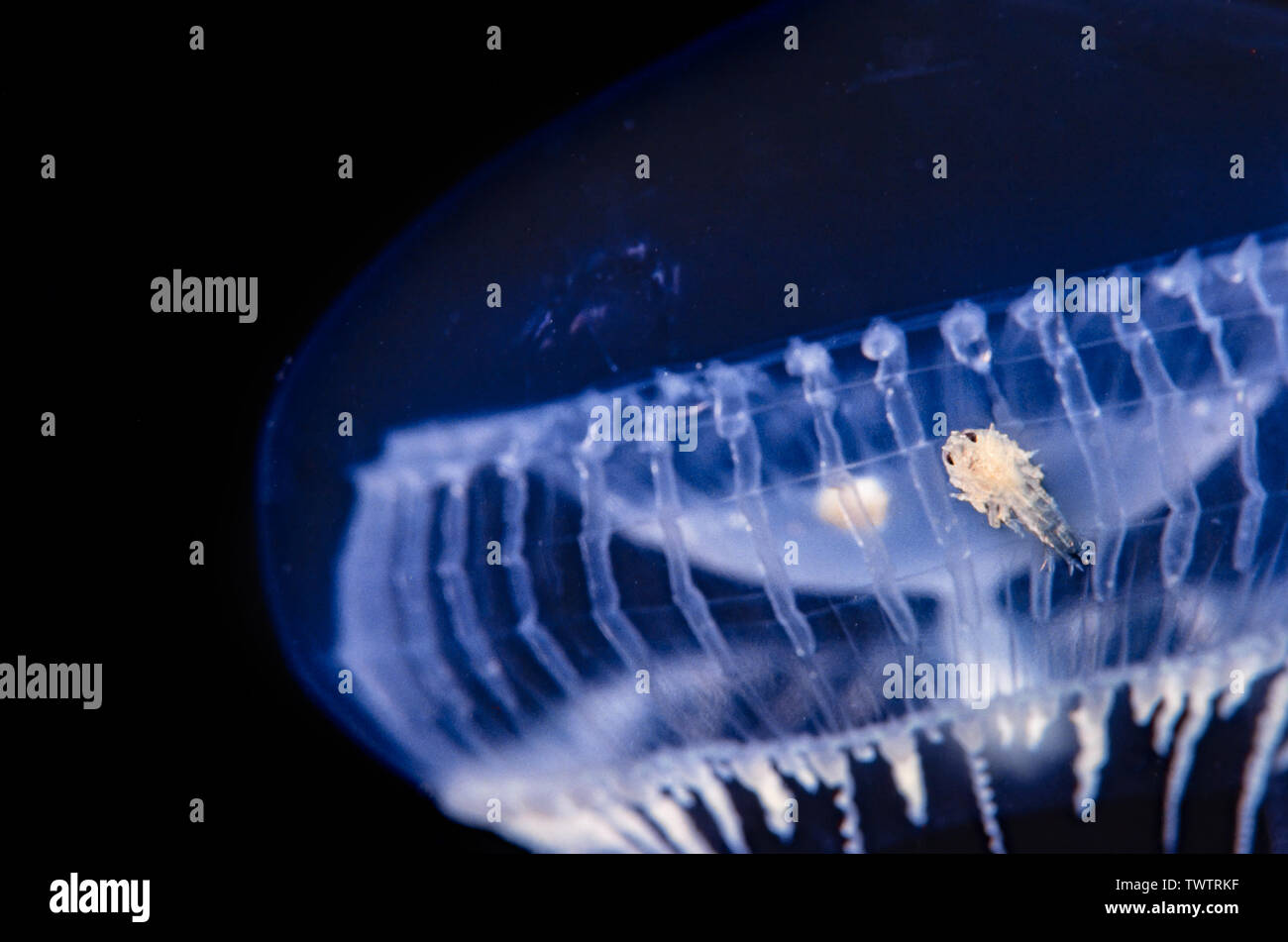 A tiny larval crustacean clings onto the bell of a jellyfish, British Columbia, Canada. The jellyfish is one inch across and photographed at night. Stock Photo