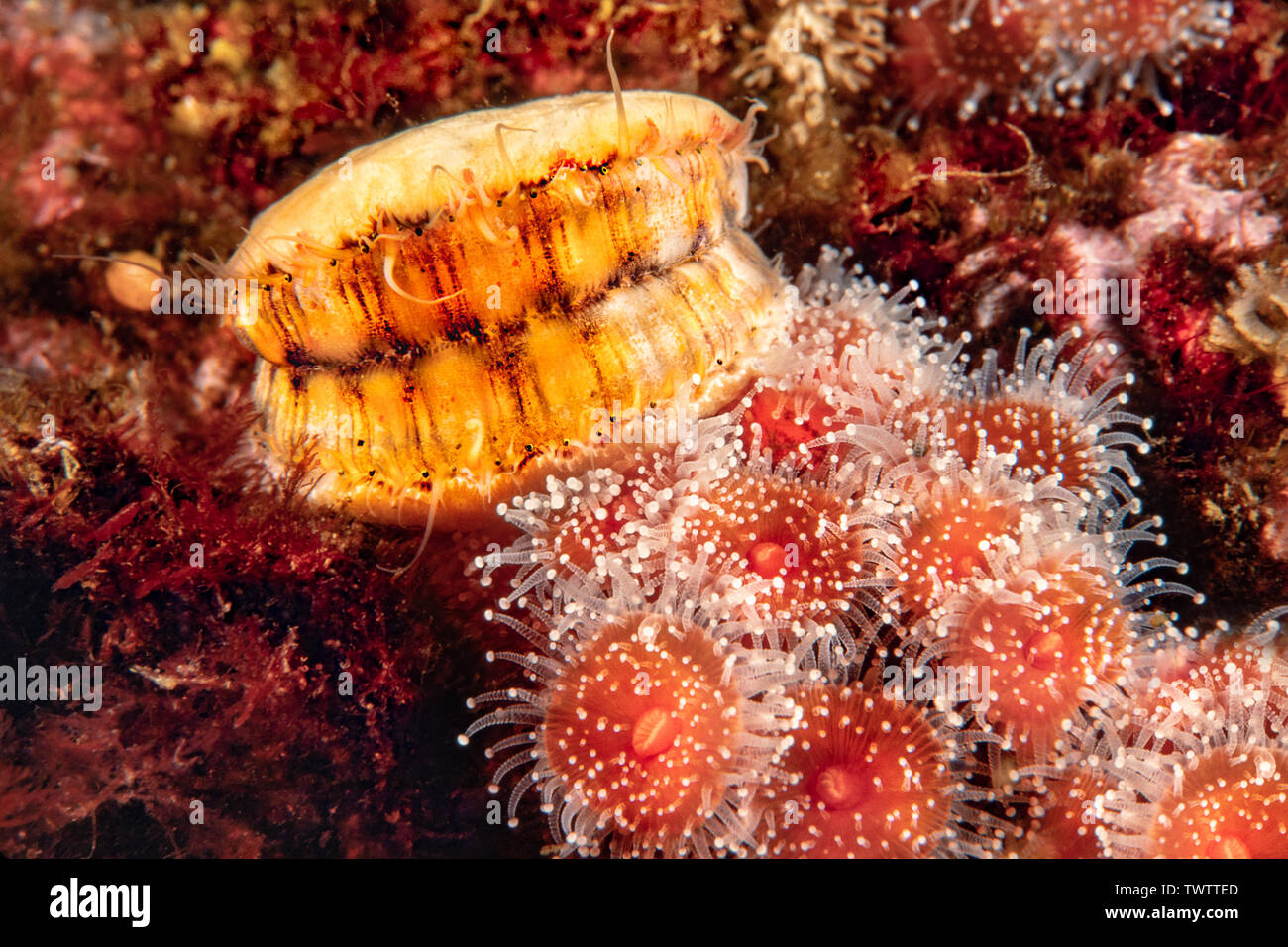 A swimming scallop, Chlamys hastata, and strawberry anemones, Corynactis californica, Campbell River, British Columbia, Canada. Stock Photo