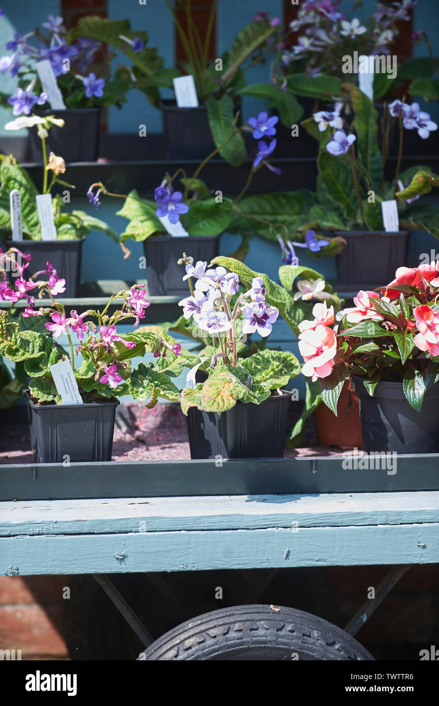 Pot Plants for sale in the bright summer sunshine Stock Photo Alamy