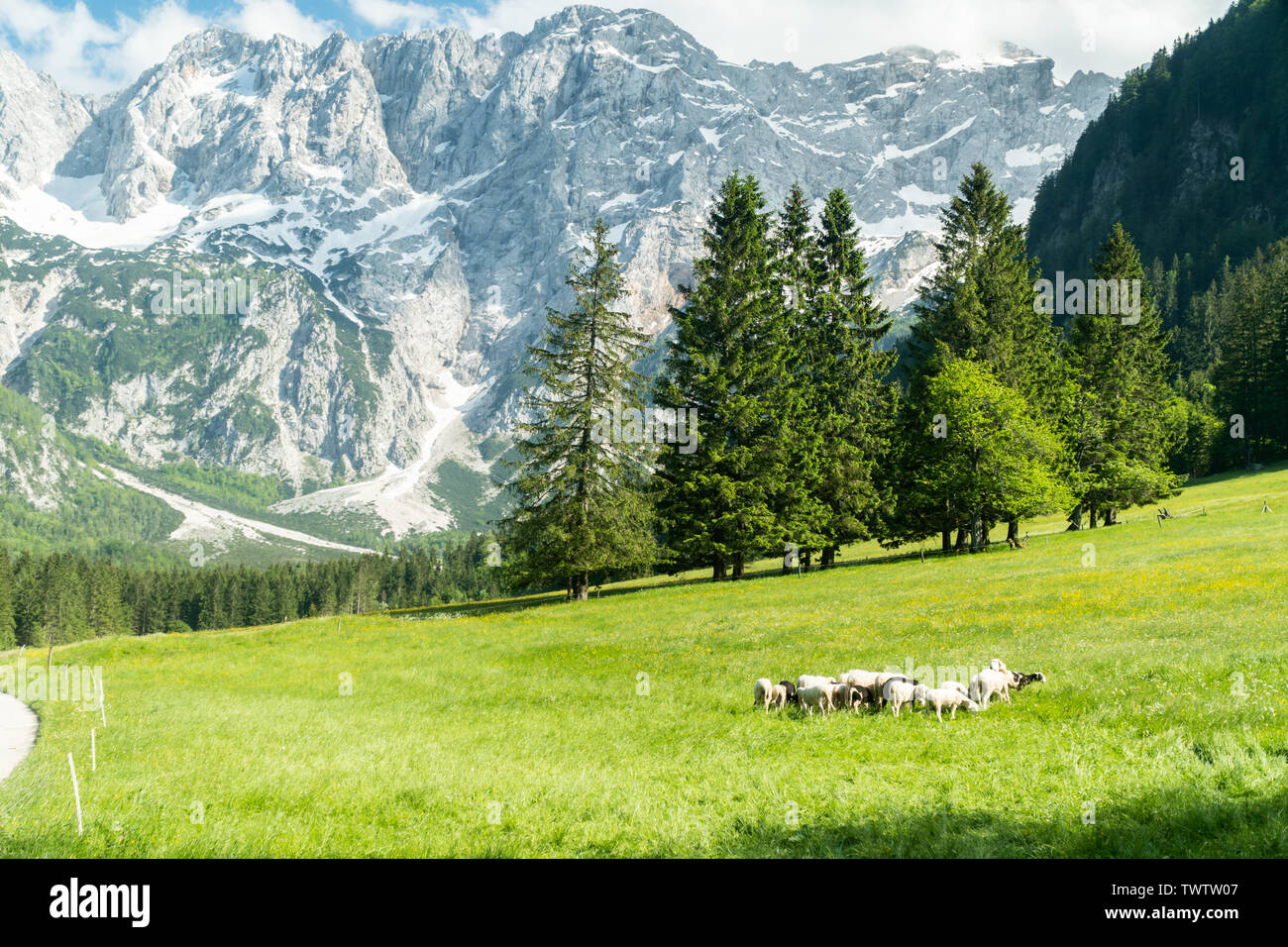 Flock of sheep grazing the grass in the mountains. Eco farm organic ...