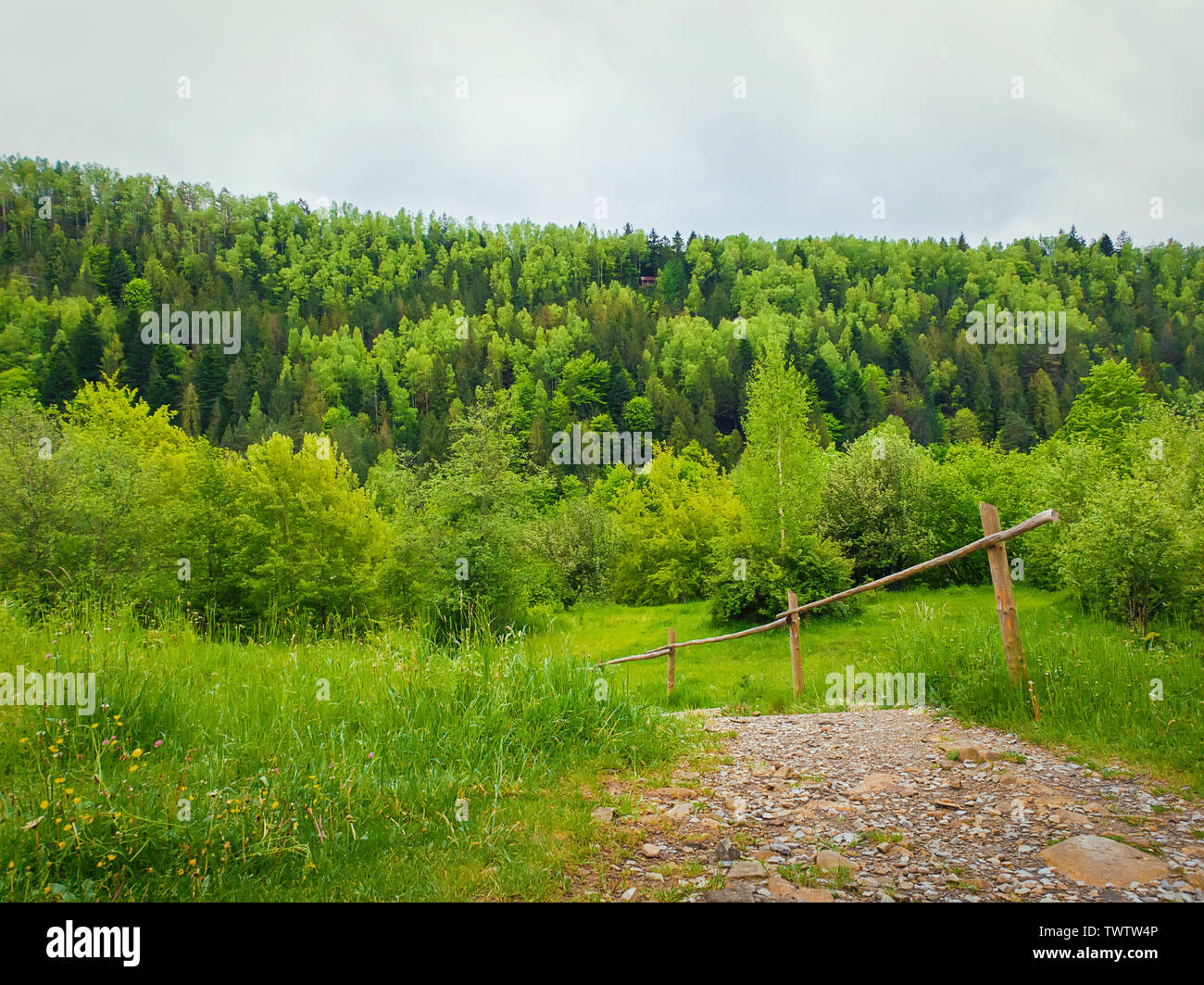 Country pathway through the green meadow leading to spring forest on the mountain hills. Natural landscape with pine and fir trees. Stock Photo