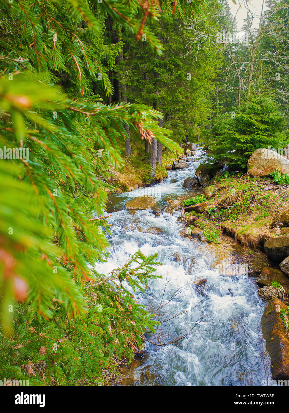 Great scenery view as river flowing through the mountain hills wild nature. Prut river in Carpathian Mountains, Hoverla Peak. Fast stream water with w Stock Photo
