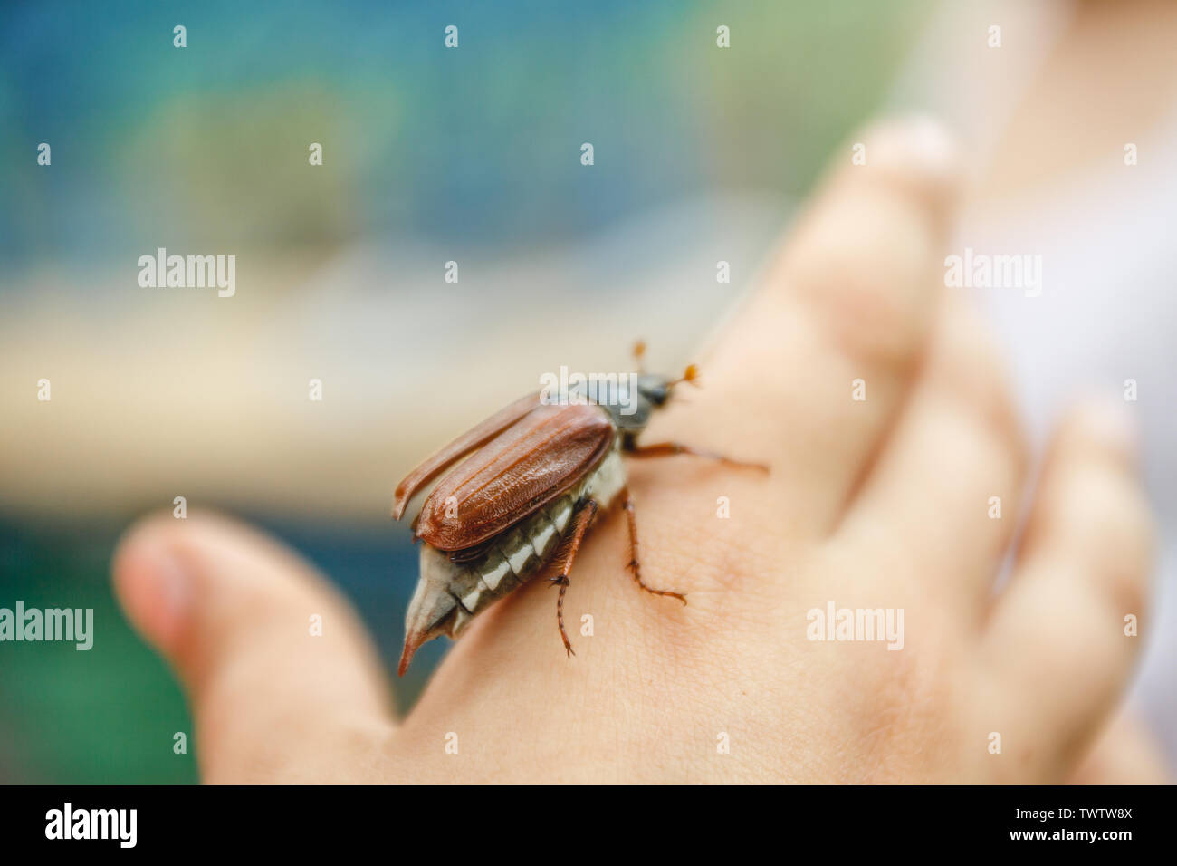 May Bug Hand On the children's hand sits a large May-bugle beetle and is preparing ...