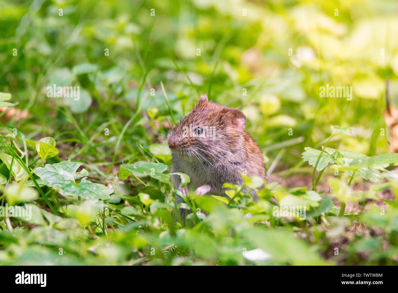 Striped field mouse sitting on fallen tree in park in autumn. Cute ...