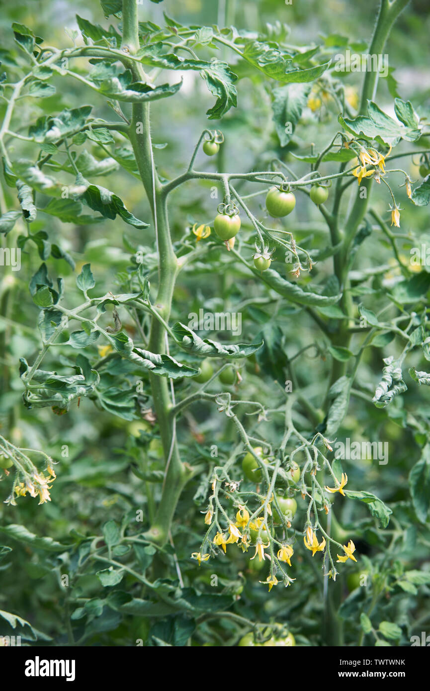Tomato trusses hires stock photography and images Alamy