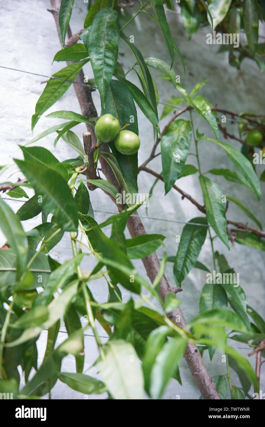 Peach's (Prunus persica) growing on a south facing wall in a glasshouse Stock Photo