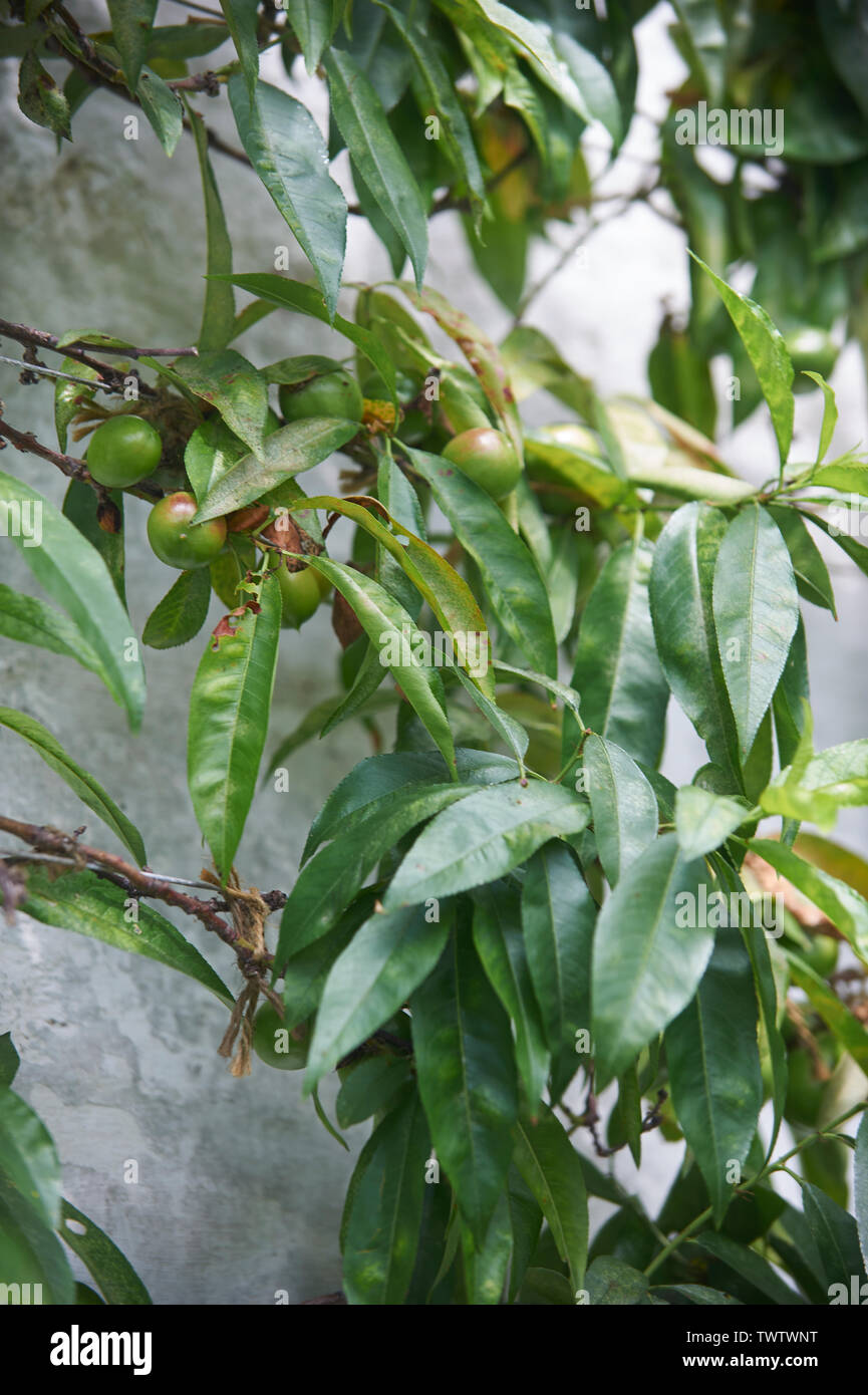 Peach's (Prunus persica) growing on a south facing wall in a glasshouse